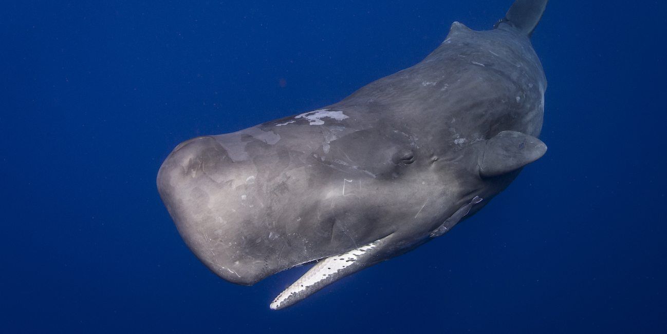 ellen_cuylaerts_sperm_whale_1.jpg