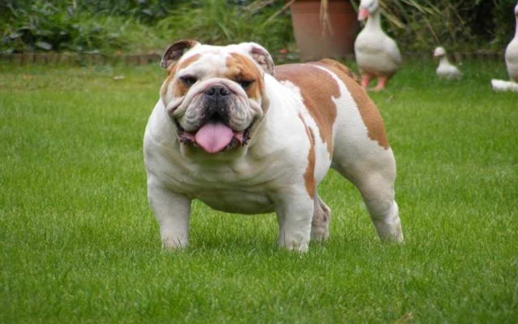 Dog-Bulldog.jpg