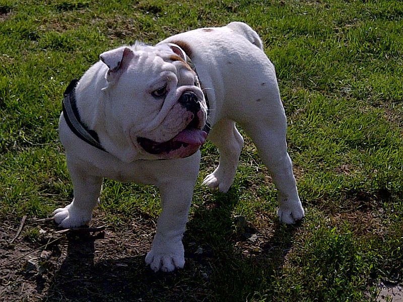 800px-White-red_English_bulldog.jpg