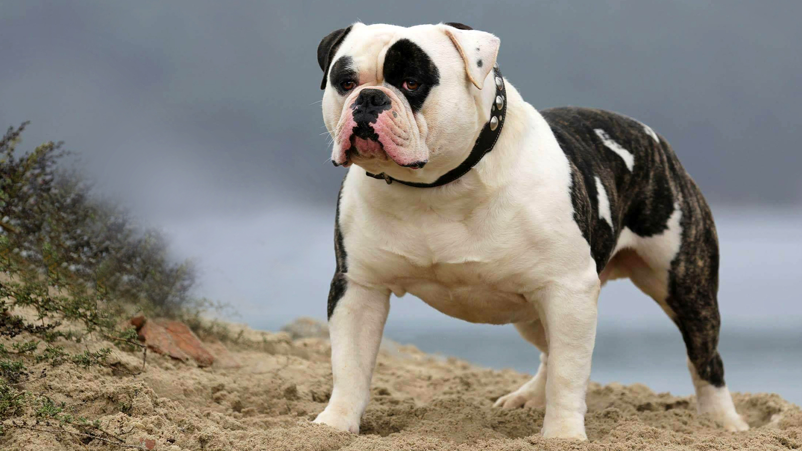 americanbulldog3.jpg