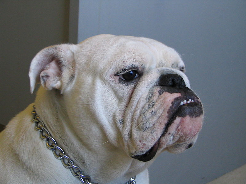 800px-Female_English_Bulldog.jpg