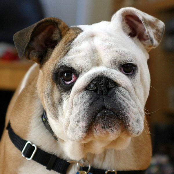 600px-Clyde_The_Bulldog.jpg