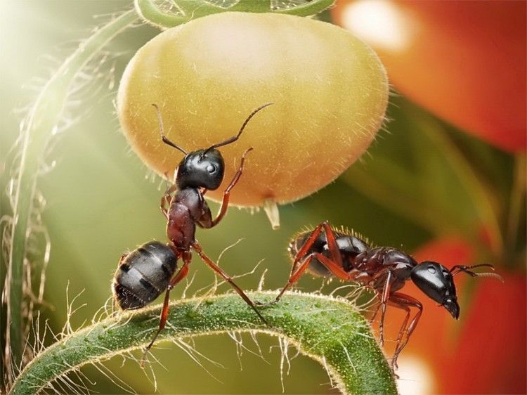 540213_team_of_ants_by_andrey_pavlov_1431x1073_www.GdeFon.ru_-750x562.jpg