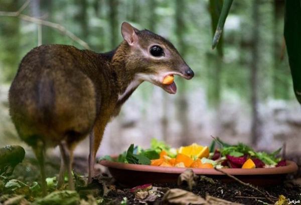 Mouse-Deer-2.jpg