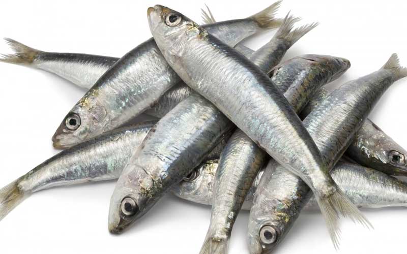 sardine.jpg