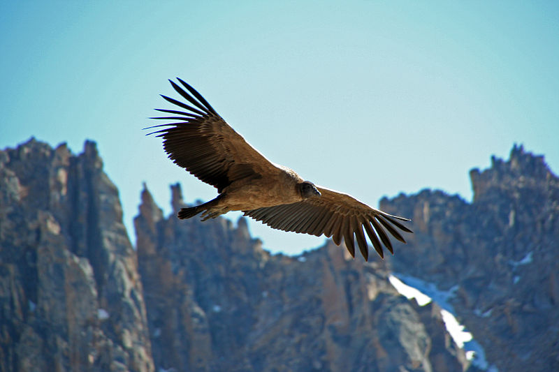 nice-photo-of-A-young-female-andean-Condor-in-Argentina.jpg