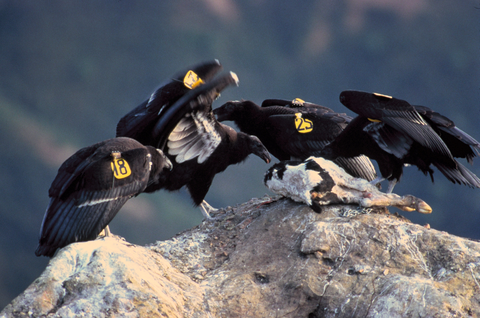 California-Condor.jpg