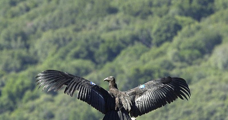 -California-condor.jpg