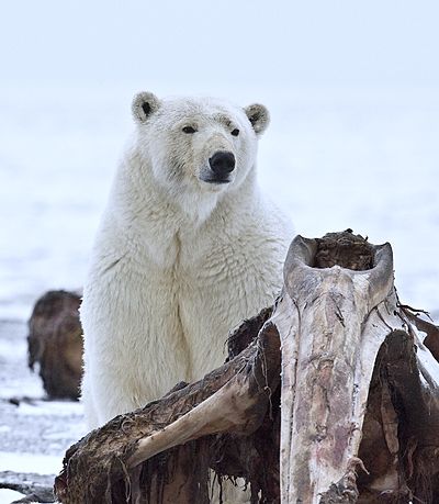400px-Polar_Bear_ANWR_10.jpg