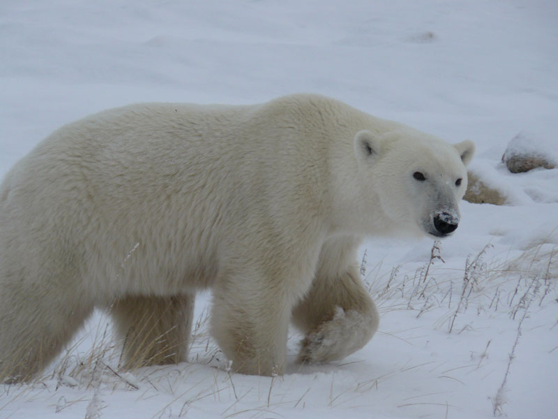 Polar-Bear_Corin-Schneider.jpg