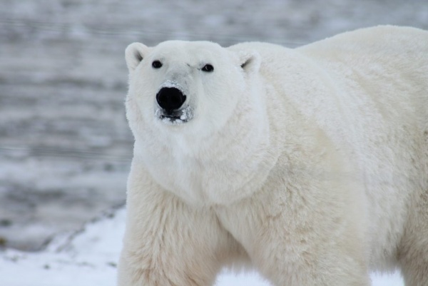 arctic-animals-pictures_273_1_1505692584.jpg