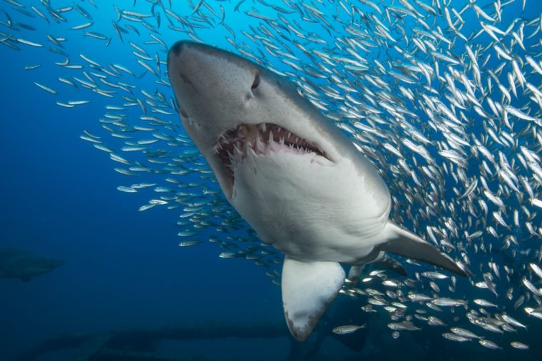 shark-swims-through-a-shoal-of-fish-north-carolina-usa-sep-2016-760x506.jpg