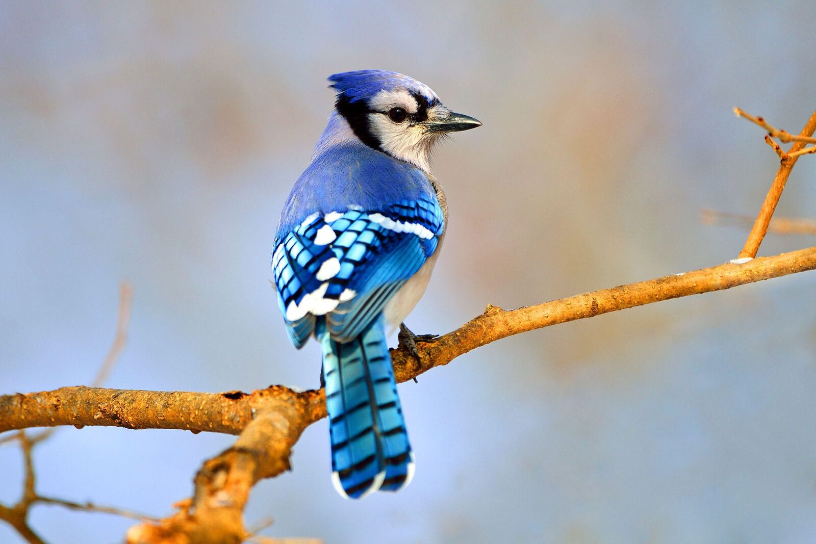 Blue-jay-can-survive-around-7-years-in-the-wild-and-up-to-26-years-in-the-captivity..jpg