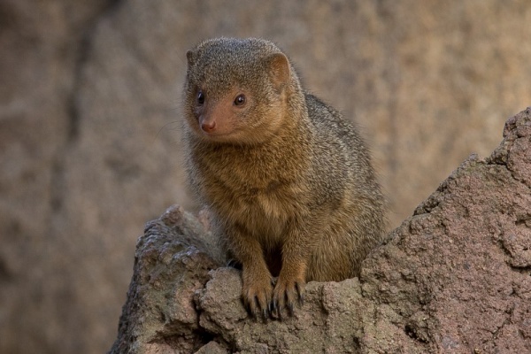 dwarf-mongoose-facts_2303_1_1548901035.jpg