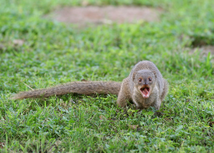 small-mongoose.jpg