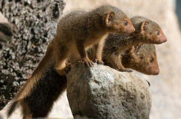 dwarf-mongoose-facts_2303_3_1548901037.jpg