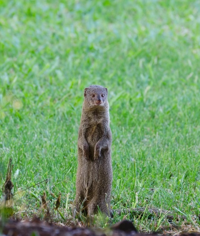 Small-Indian-Mongoose-.jpg