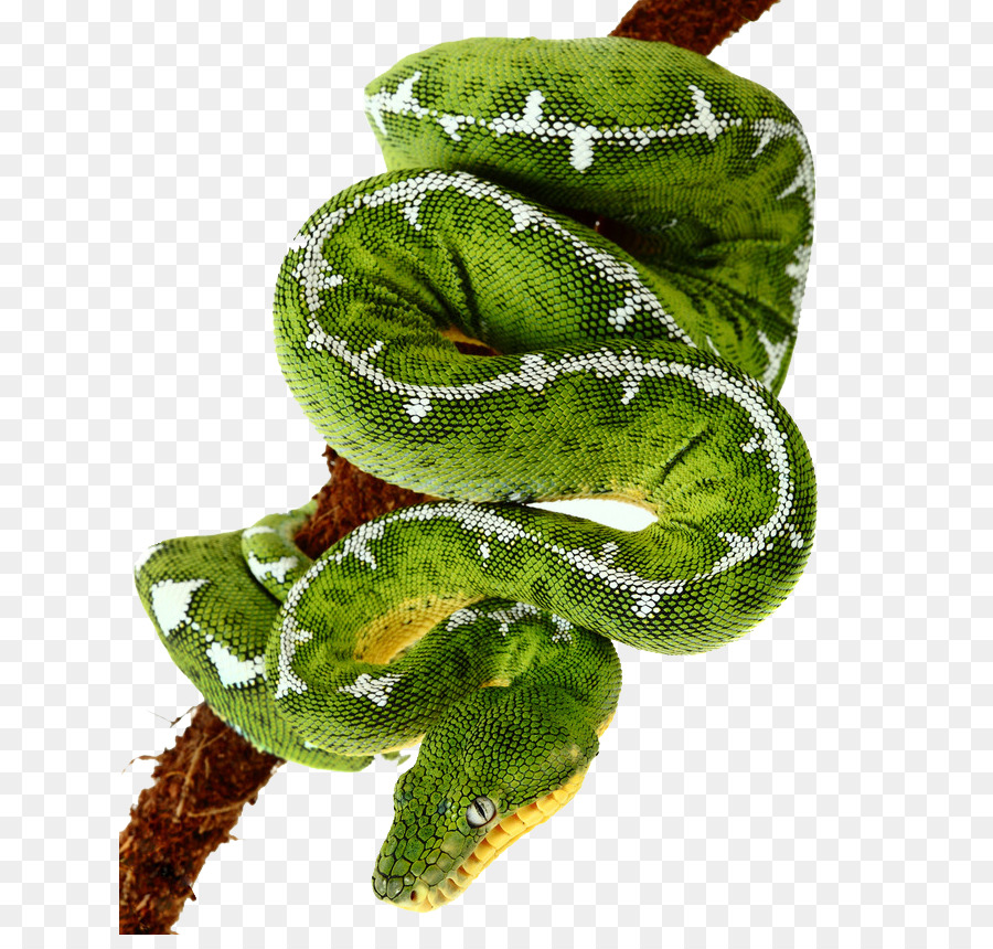 h-green-snake-amazon-basin-emerald-tree-boa-b-green-snakes-5a8edc7e8cb564.8096572515193119985764.jpg