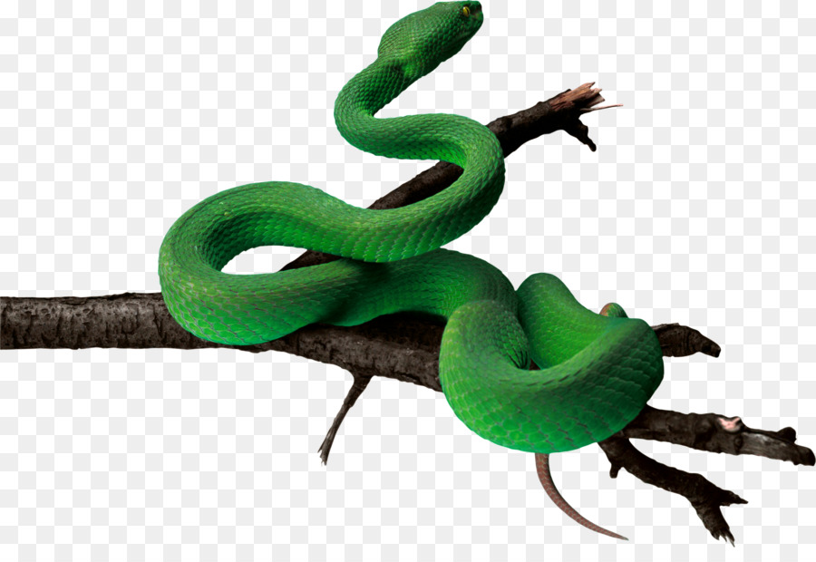 kisspng-snakes-la-culebra-verde-reptile-vipers-portable-ne-5be4b5616722a1.9772781615417152974225.jpg