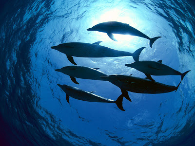 %255BWallpaperHD%255DAtlantic+Spotted+Dolphins+Bahamas.jpg