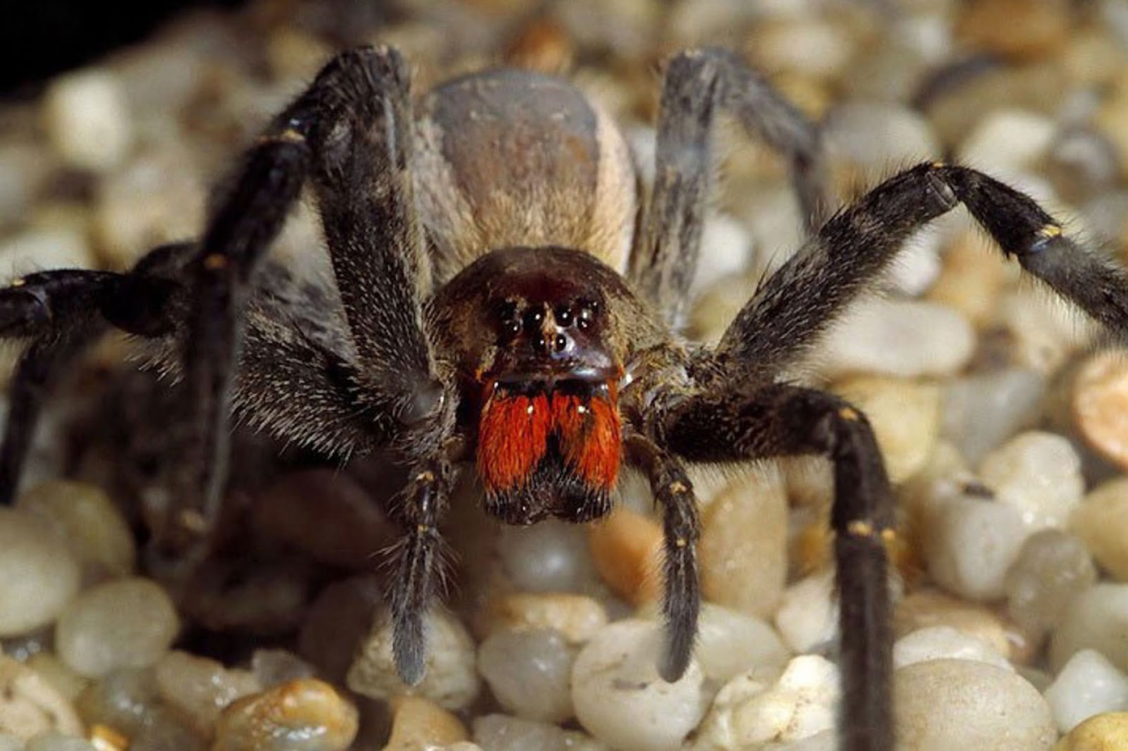 Brazilian-wandering-spider.jpg