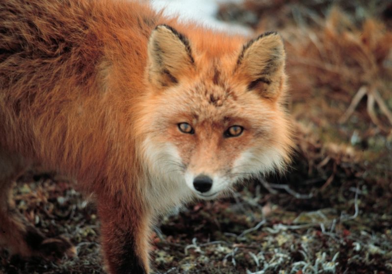 800px-Vulpes_vulpes_at_Cape_Newenham.jpg