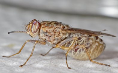 Tsetse-fly-1.jpg