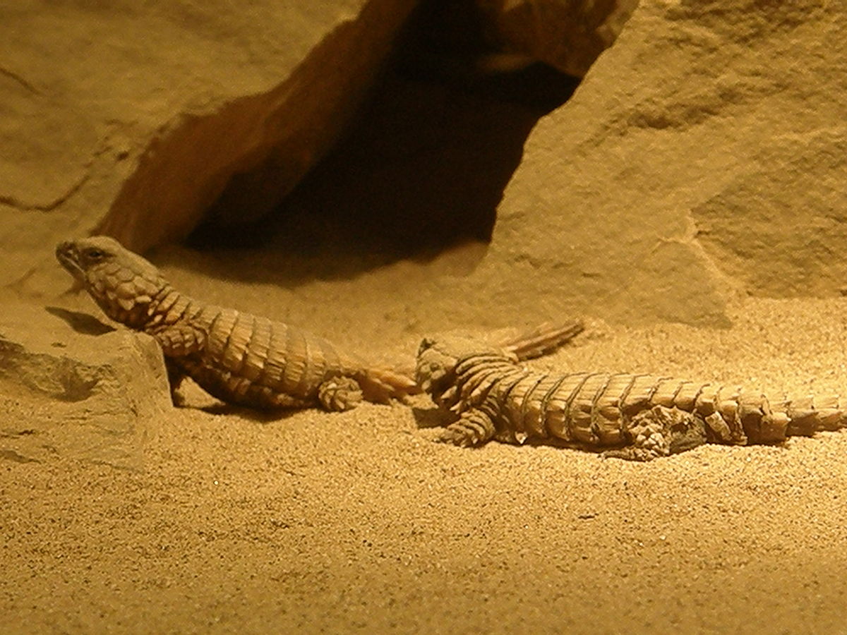 1200px-Armadillo_girdle-tailed_lizard.jpg