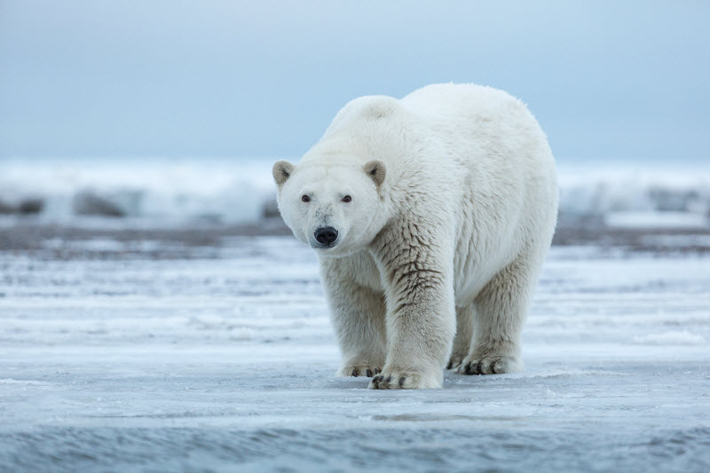 Polar-bear.jpg