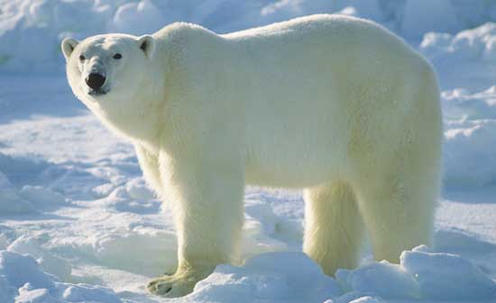 Polar-Bear.jpg