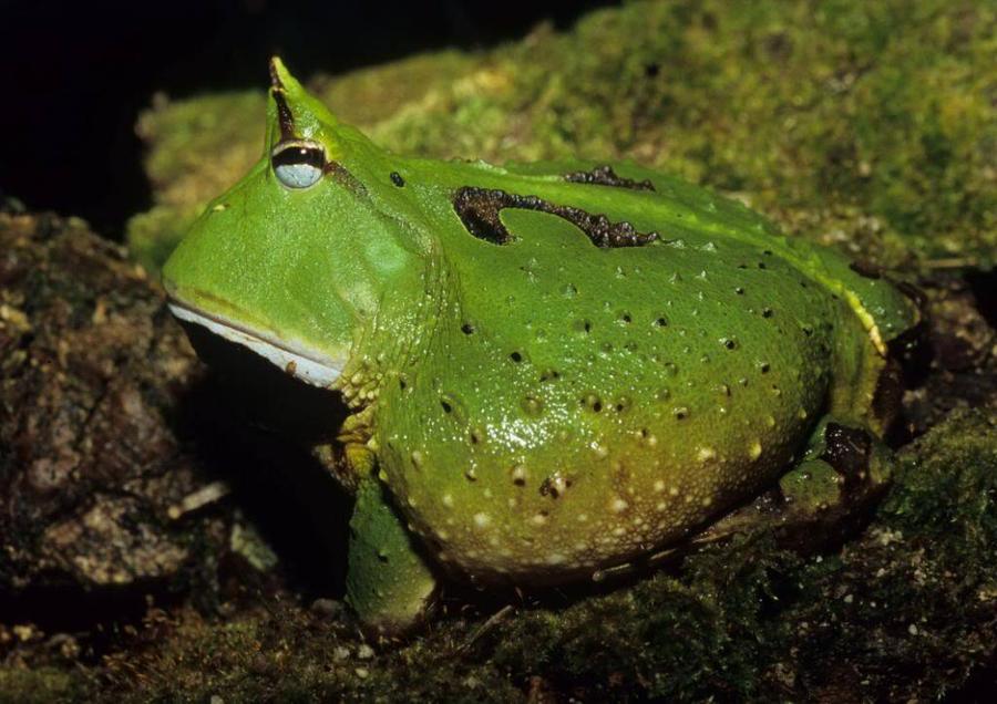 Surinam-Horned-Frog-Ceratophrys-cornuta.jpg