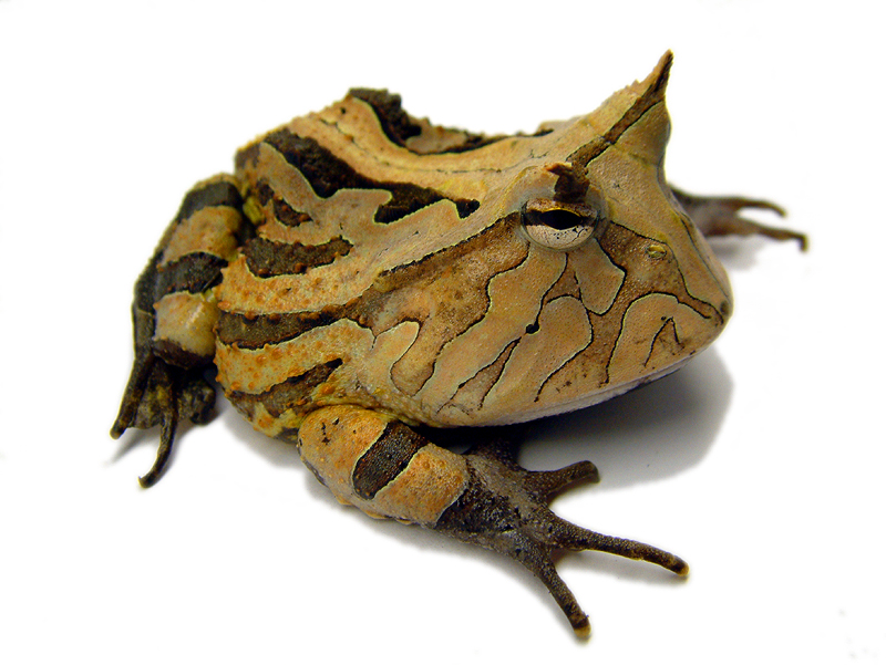 NE-England-Suriname-Horned-Frogs-For-Sale-Sheffield.jpg