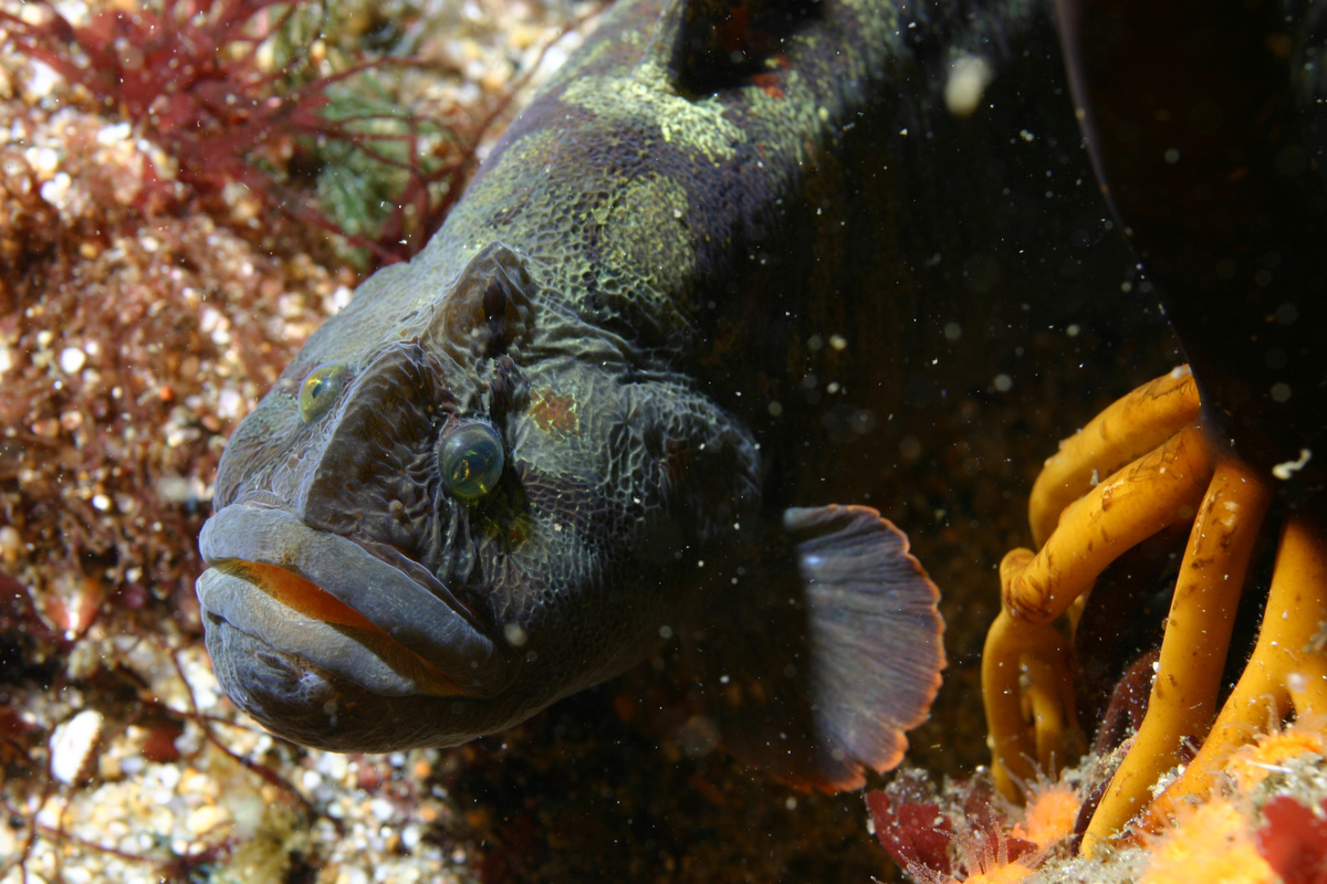 Cebidichthys_violaceus.jpg