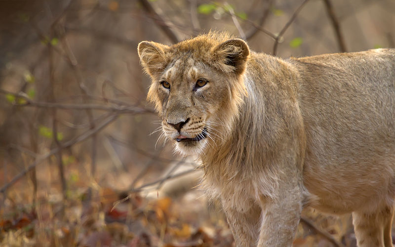 Young-Asiatic-Lion.jpg