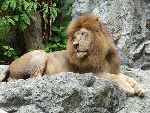 lion-462100_640.jpg