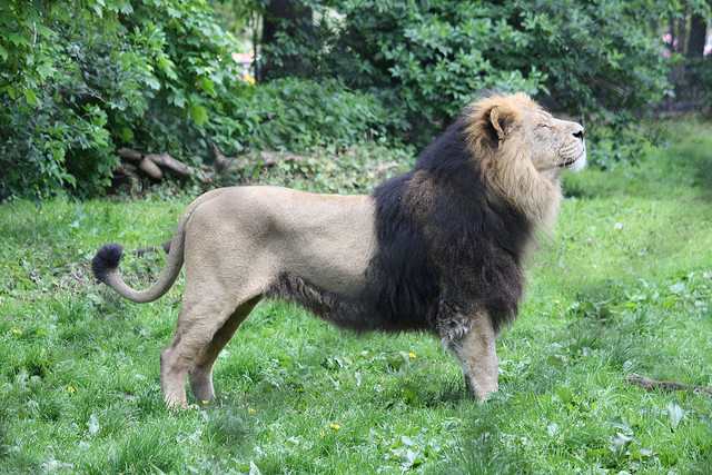 An-adult-male-Asiatic-lion-at-Chester-Zoo..jpg