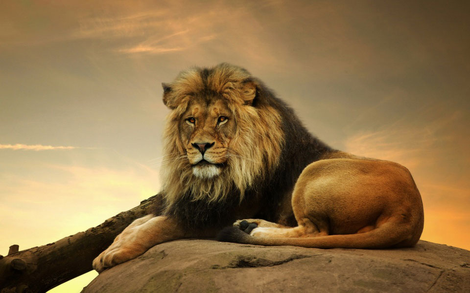 big-African-lion-on-rock-HD-photo-960x600.jpg