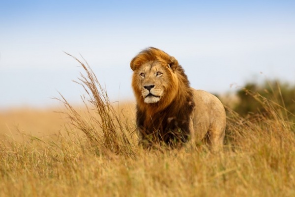 african-lions-facts_1898_6_1509781701.jpg