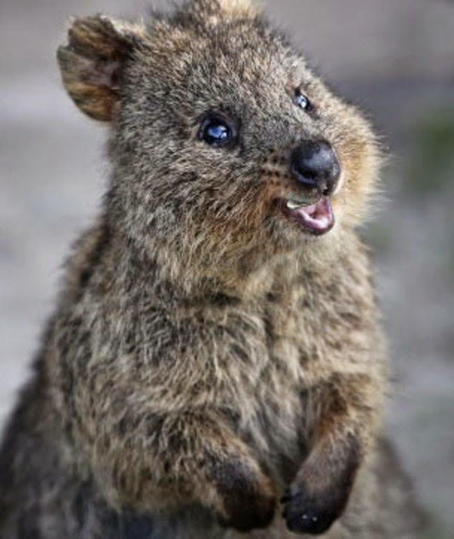 neugieriges-quokka-174429_w650cx152cy181.jpg