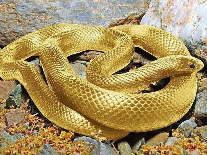 Golden-Snake.jpg