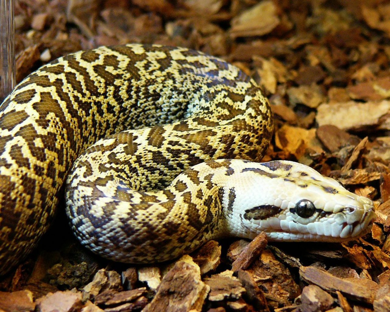 serpiente-piton.jpg