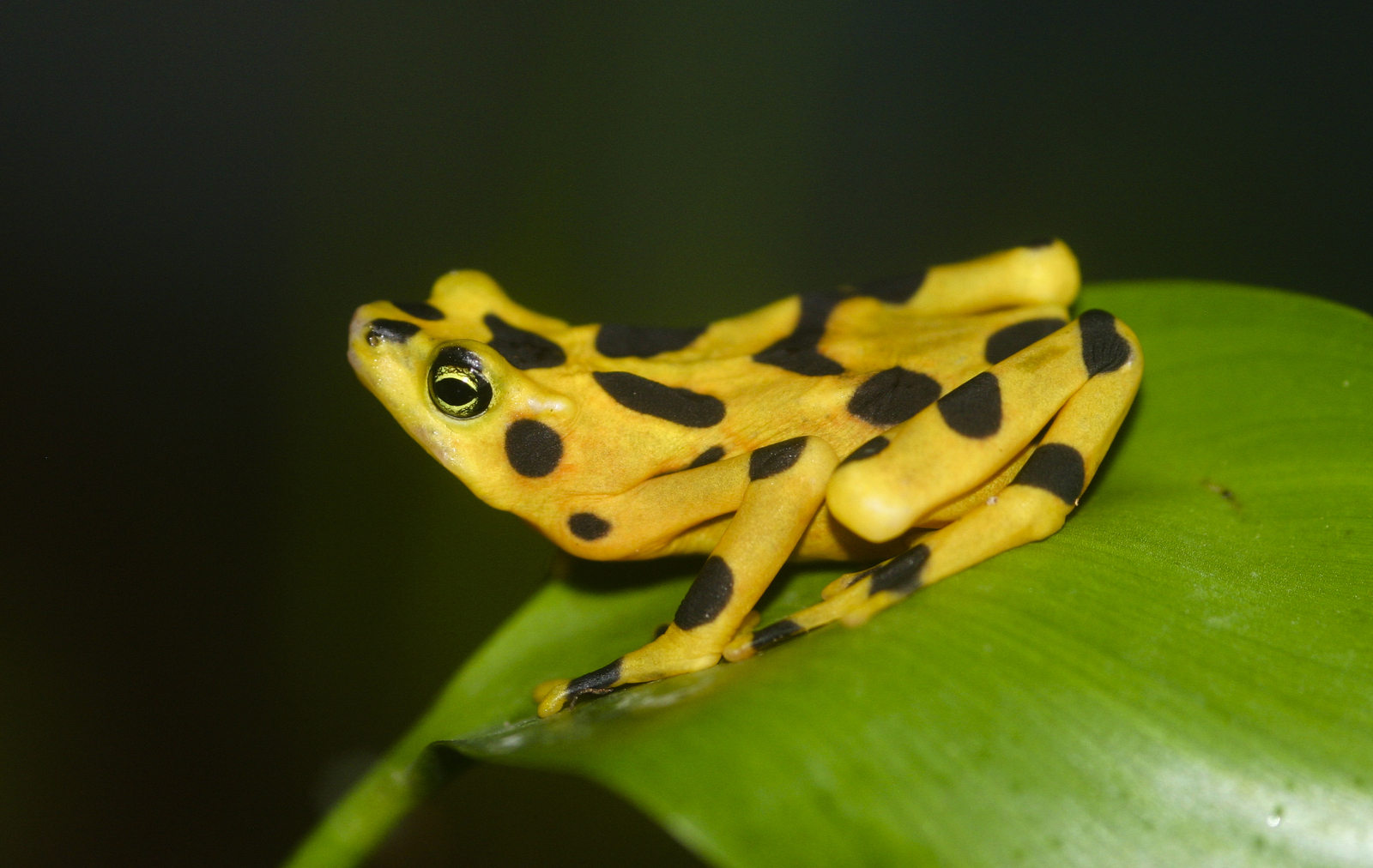 Atelopus_zeteki1.jpg