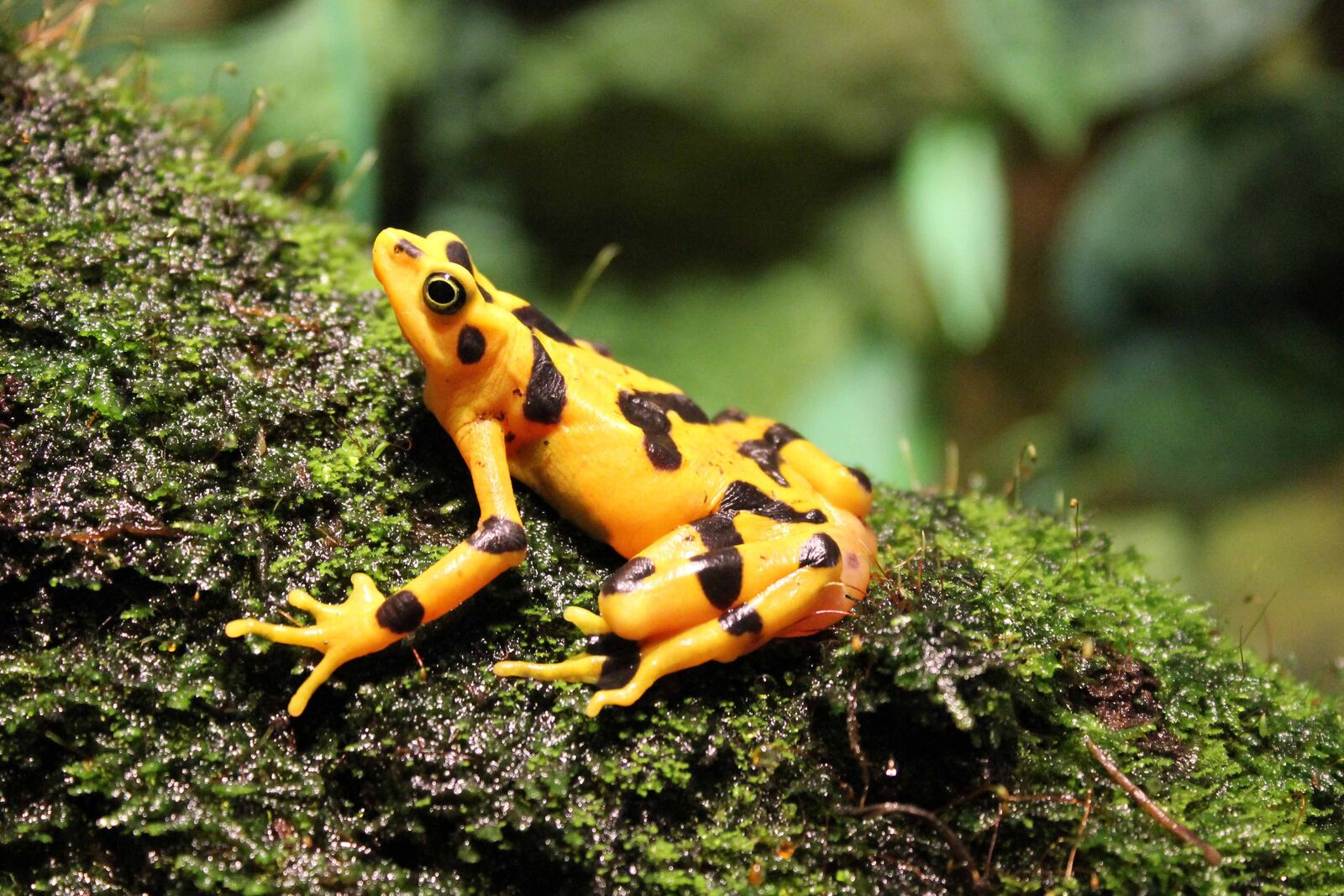 80%93-Panamanian-golden-frogs.-Panamanian-golden-frogs-are-among-the-rarest-in-the-amphibian-....jpg