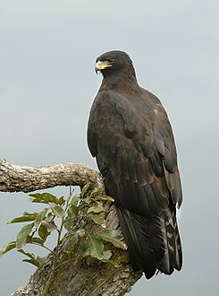 245px-Black_eagle.jpg