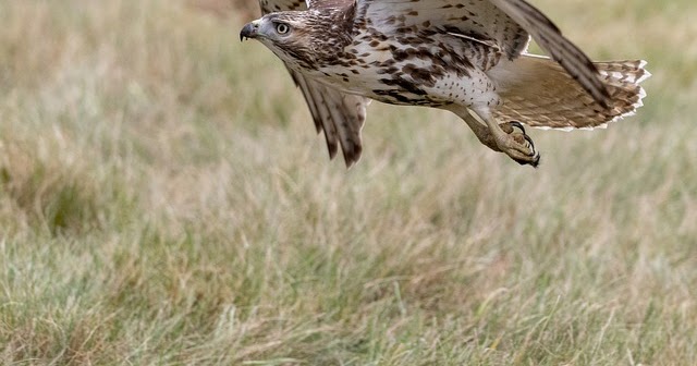 red-tailed-hawk-3873818_640.jpg