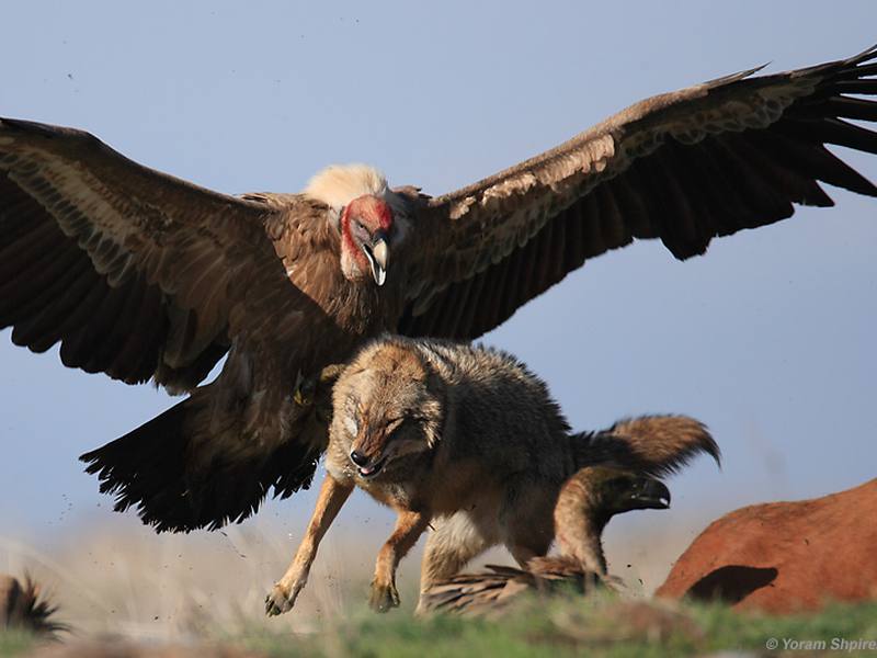 griffon-vulture-attacking-wolf.jpg