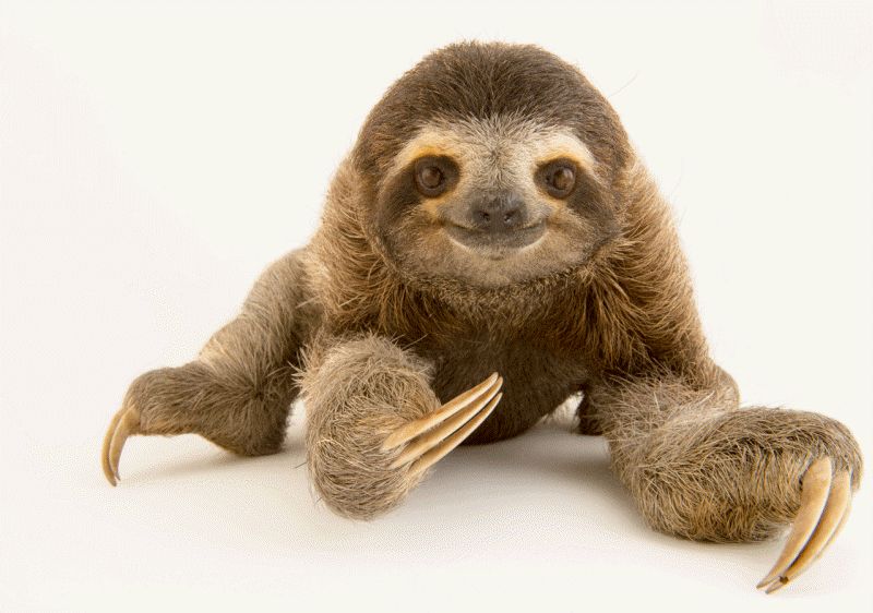 Sloth.jpg