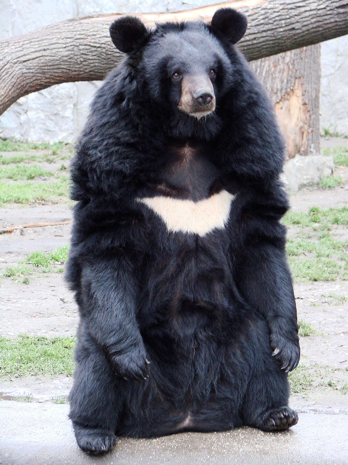 1200px-Ursus_thibetanus_3_%28Wroclaw_zoo%29.jpg