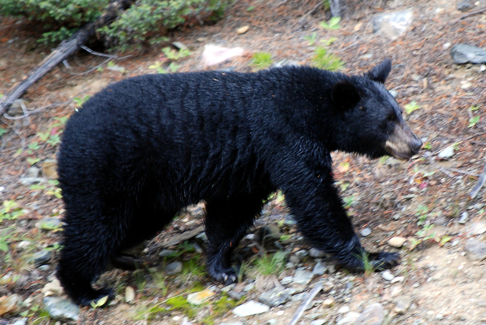 Canadian_Rockies_-_the_bear_at_Lake_Louise.jpg