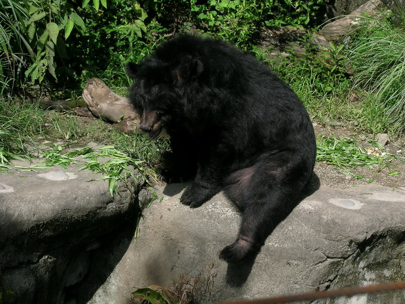 Formosan_Black_Bear01.jpg